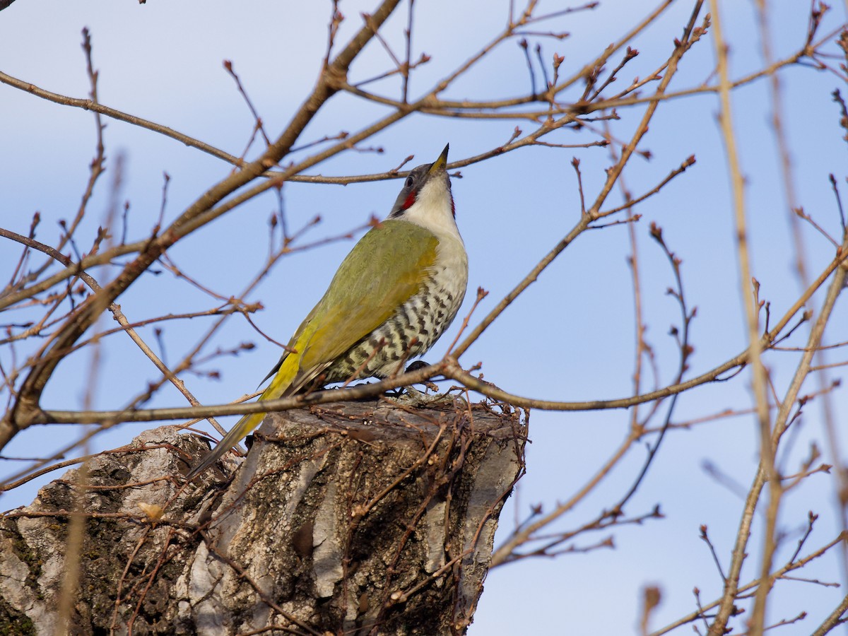 Japanese Woodpecker - ML629757305