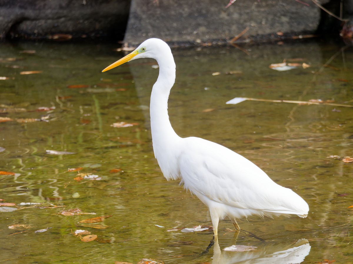 Great Egret - ML629757346