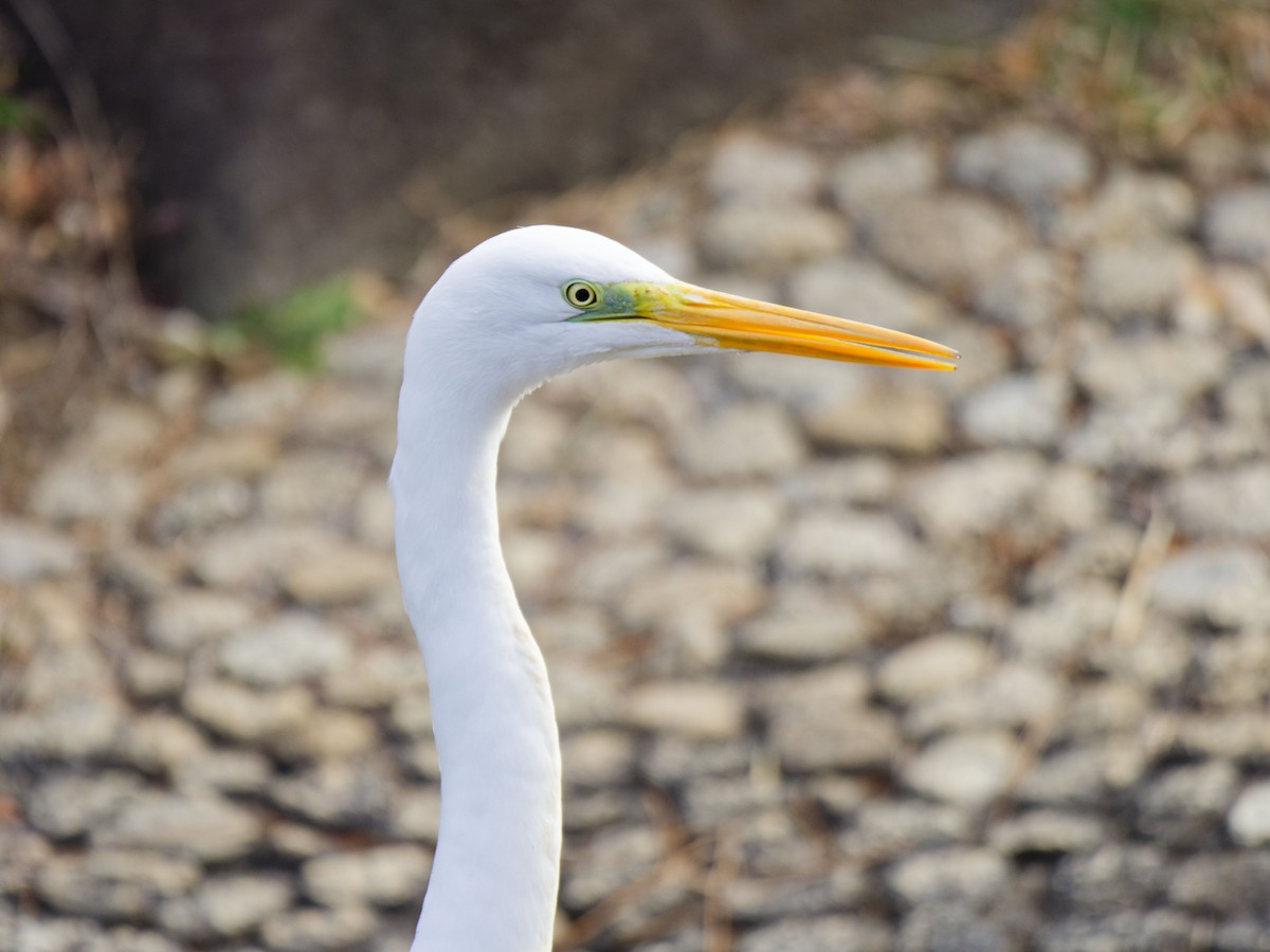 Great Egret - ML629757353