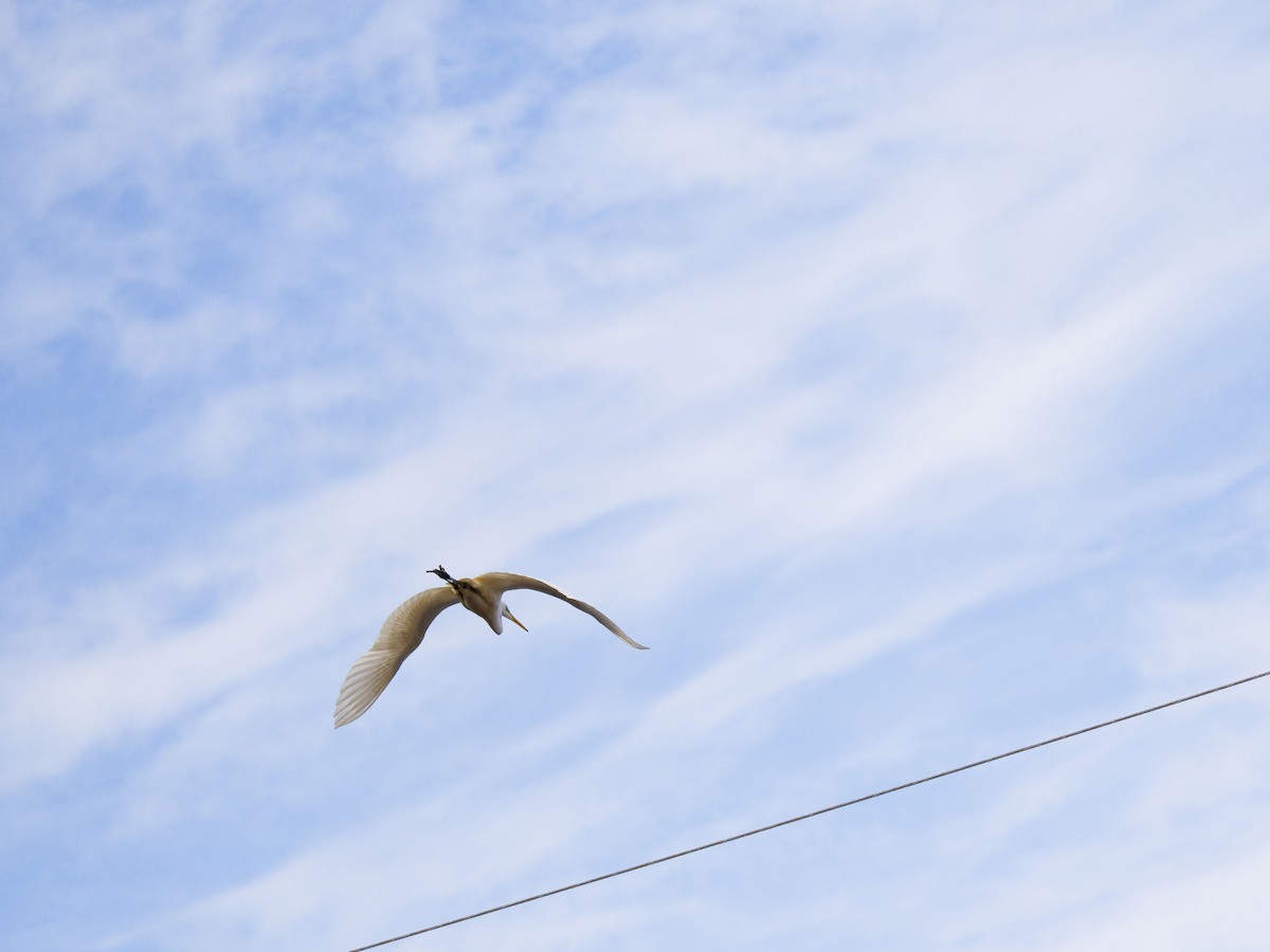 Great Egret - ML629757362