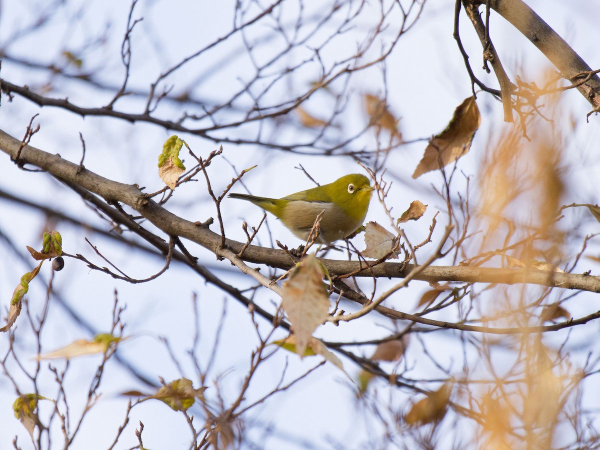 Warbling White-eye - ML629757365