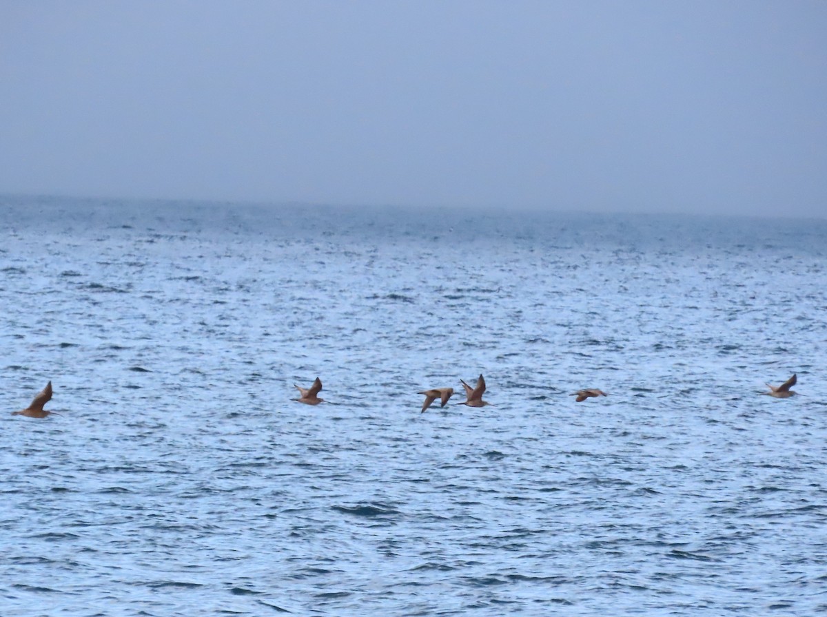 Long-billed Curlew - ML629757378