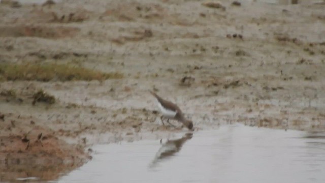 Common Sandpiper - ML629757417