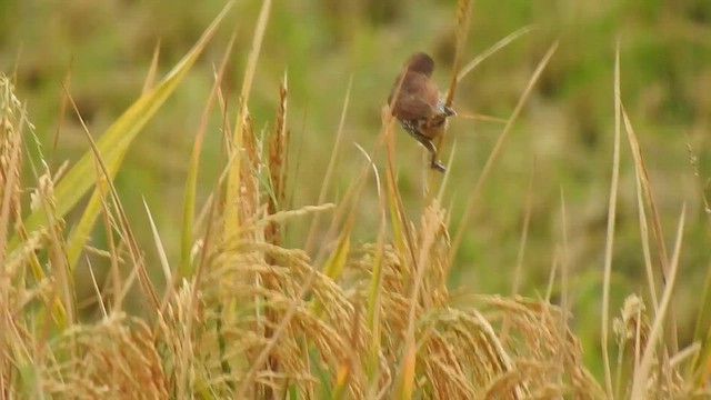 Scaly-breasted Munia - ML629757423