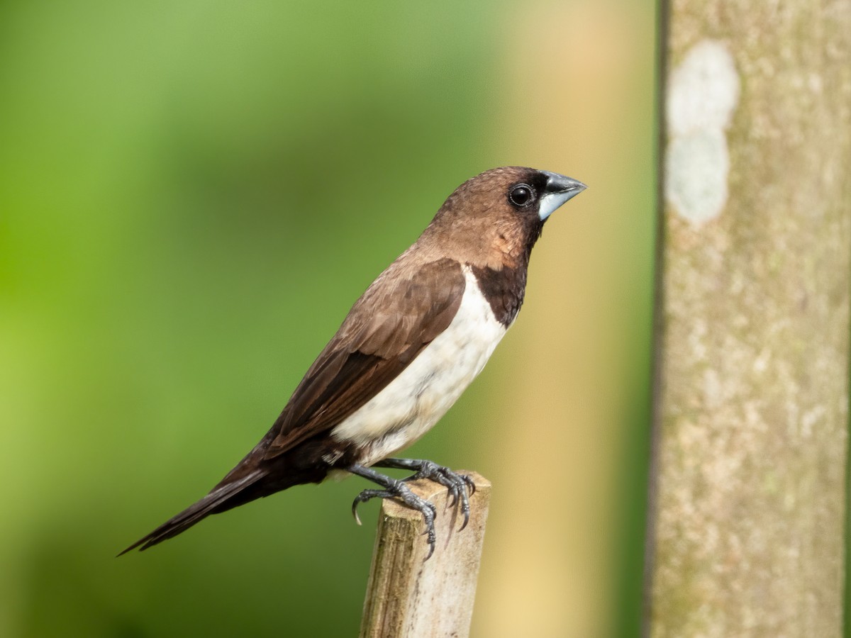 Capuchino de Java - ML629757443