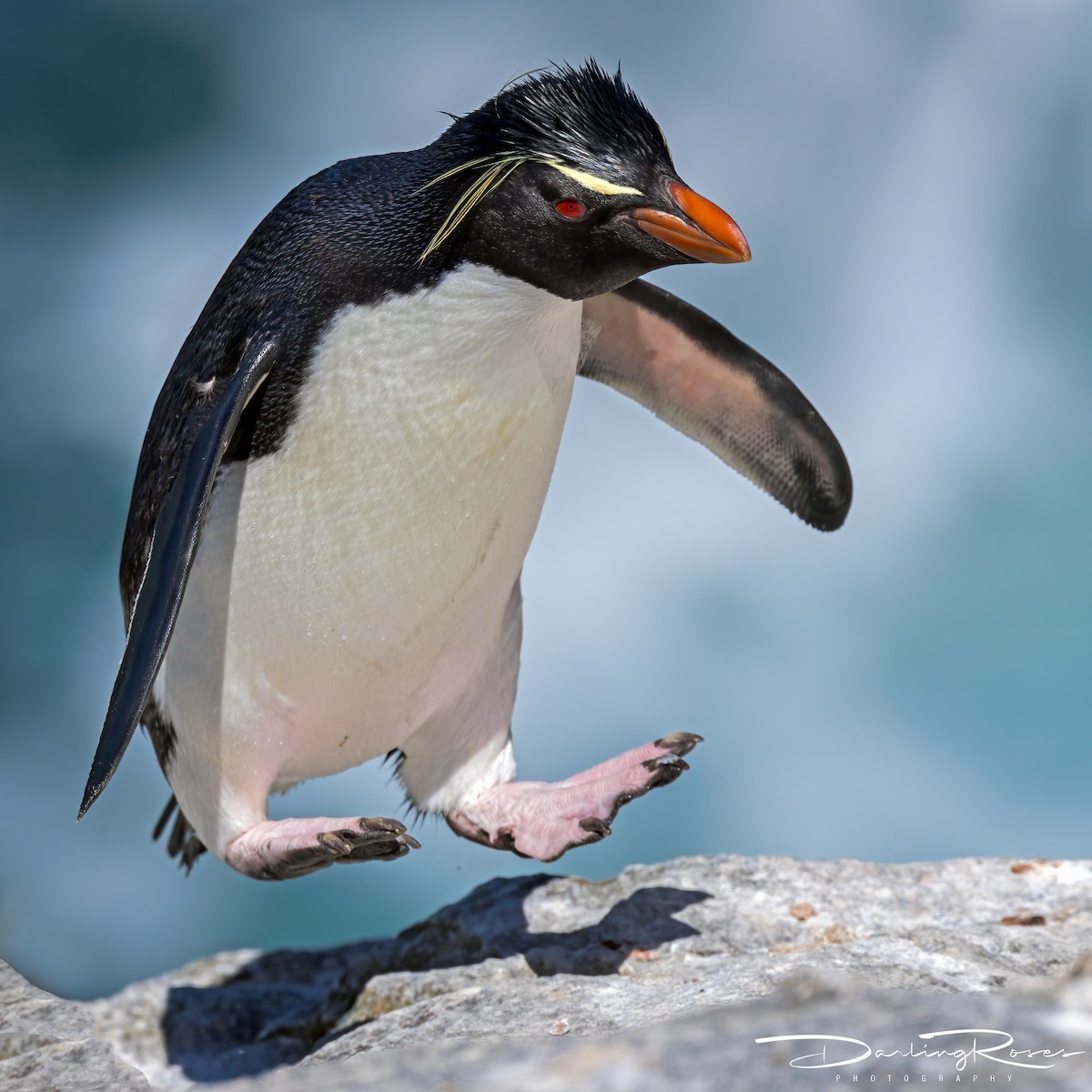 Western Rockhopper Penguin - ML629757447