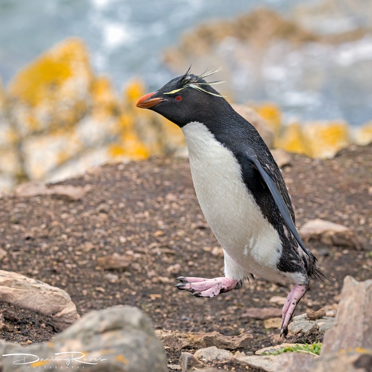 Western Rockhopper Penguin - ML629757448