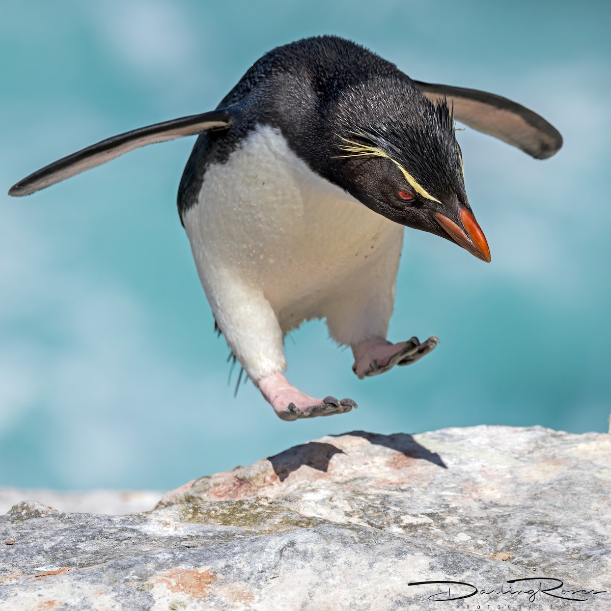 Western Rockhopper Penguin - ML629757449