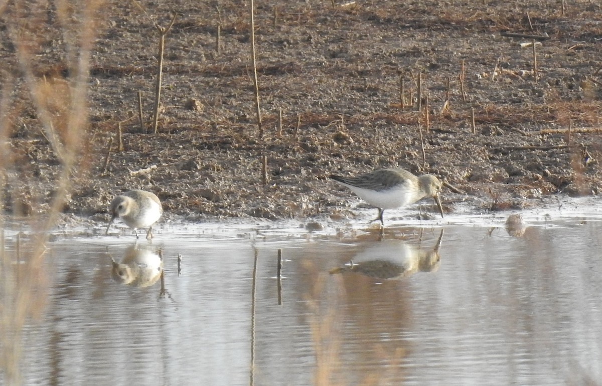 Dunlin - ML629757460