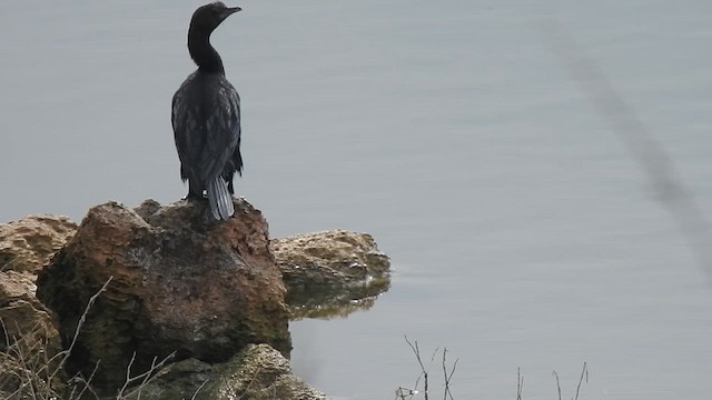 Little Cormorant - ML629757467