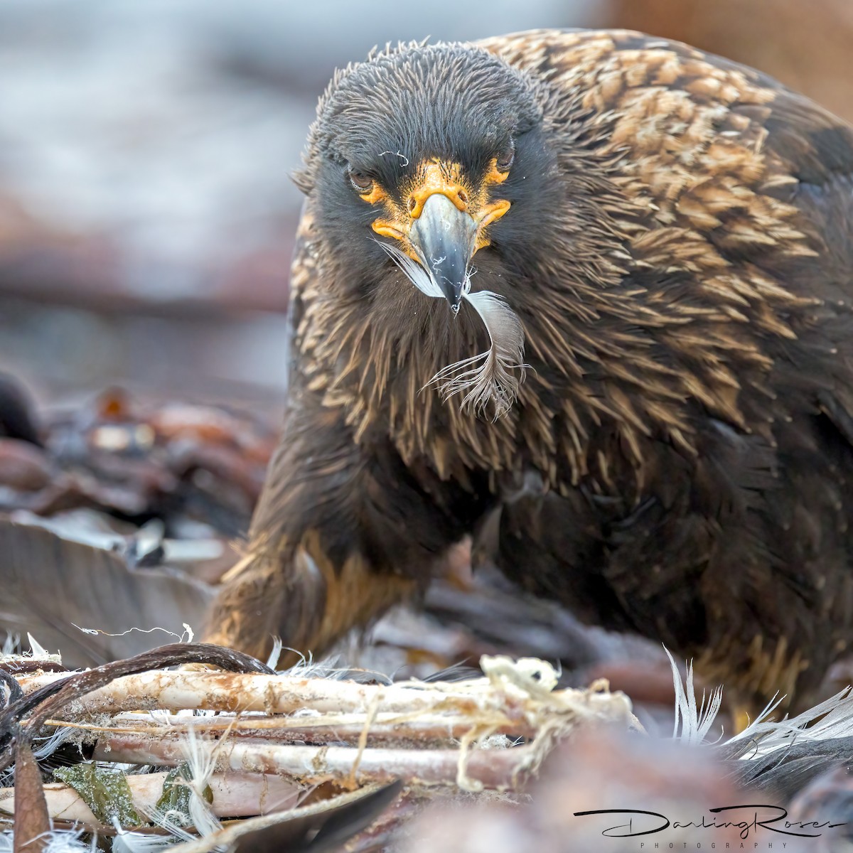 Striated Caracara - ML629757529