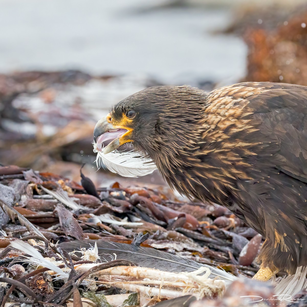 Striated Caracara - ML629757530