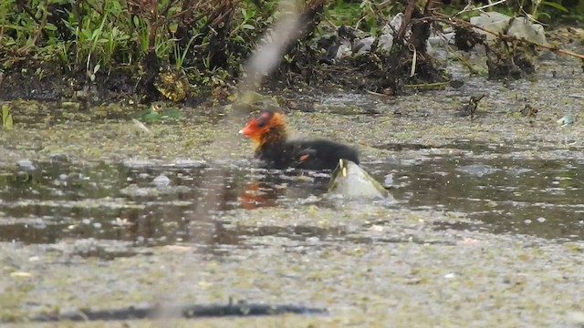 Eurasian Coot - ML629757580