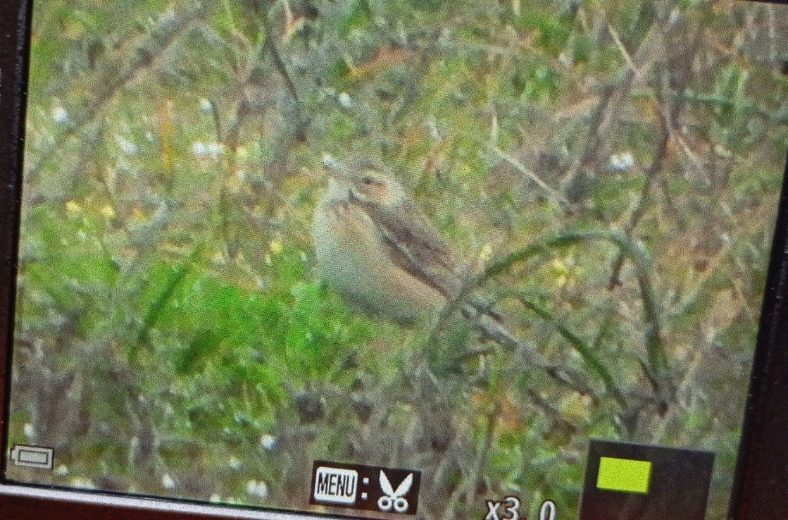 Richard's Pipit - ML629757583