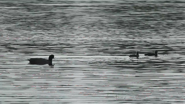 Eurasian Coot - ML629757617