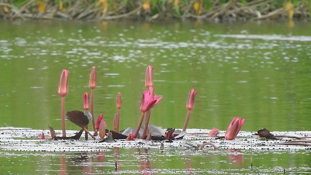 Eurasian Moorhen - ML629757668