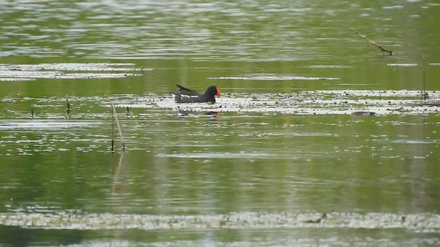 Eurasian Moorhen - ML629757672