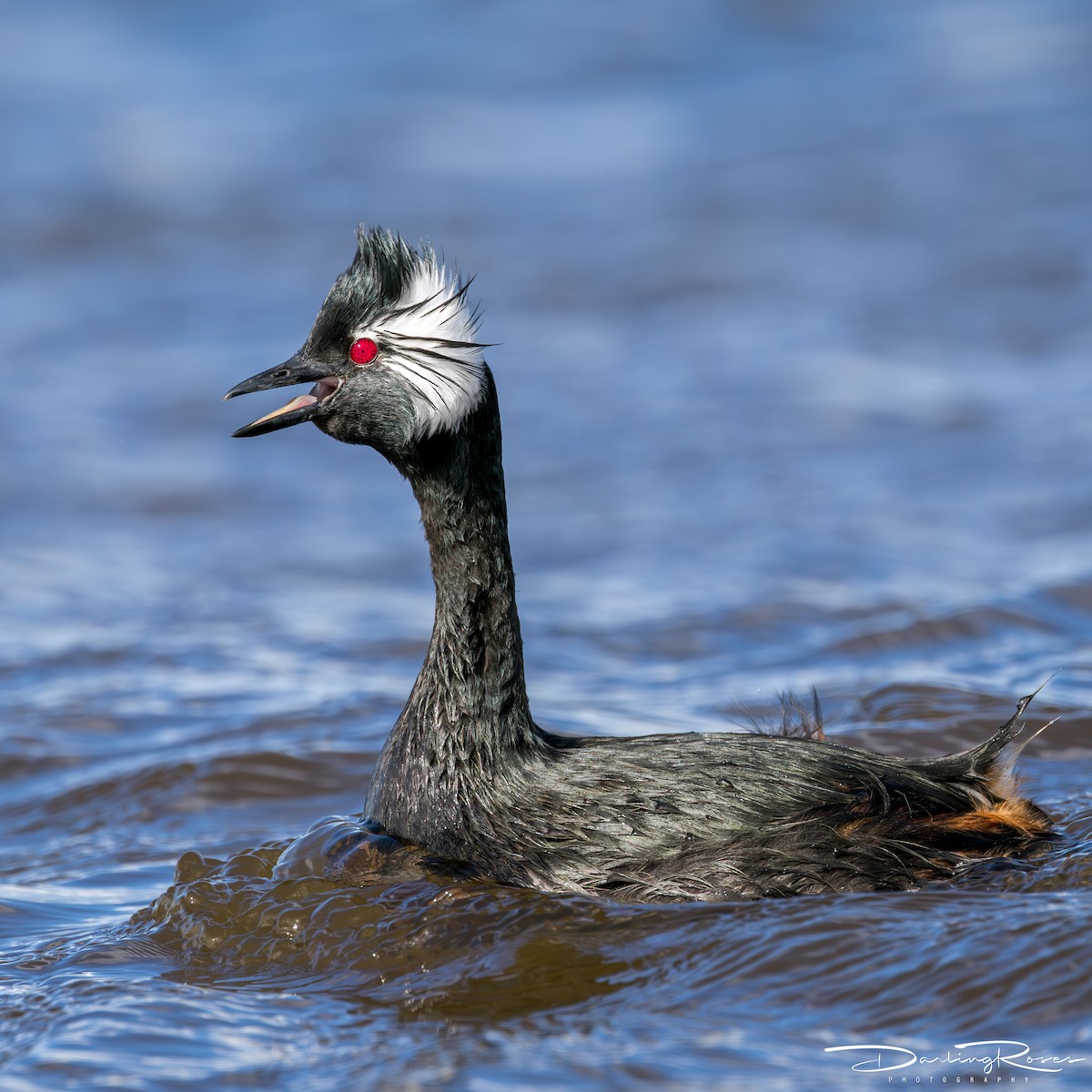 White-tufted Grebe - ML629757740