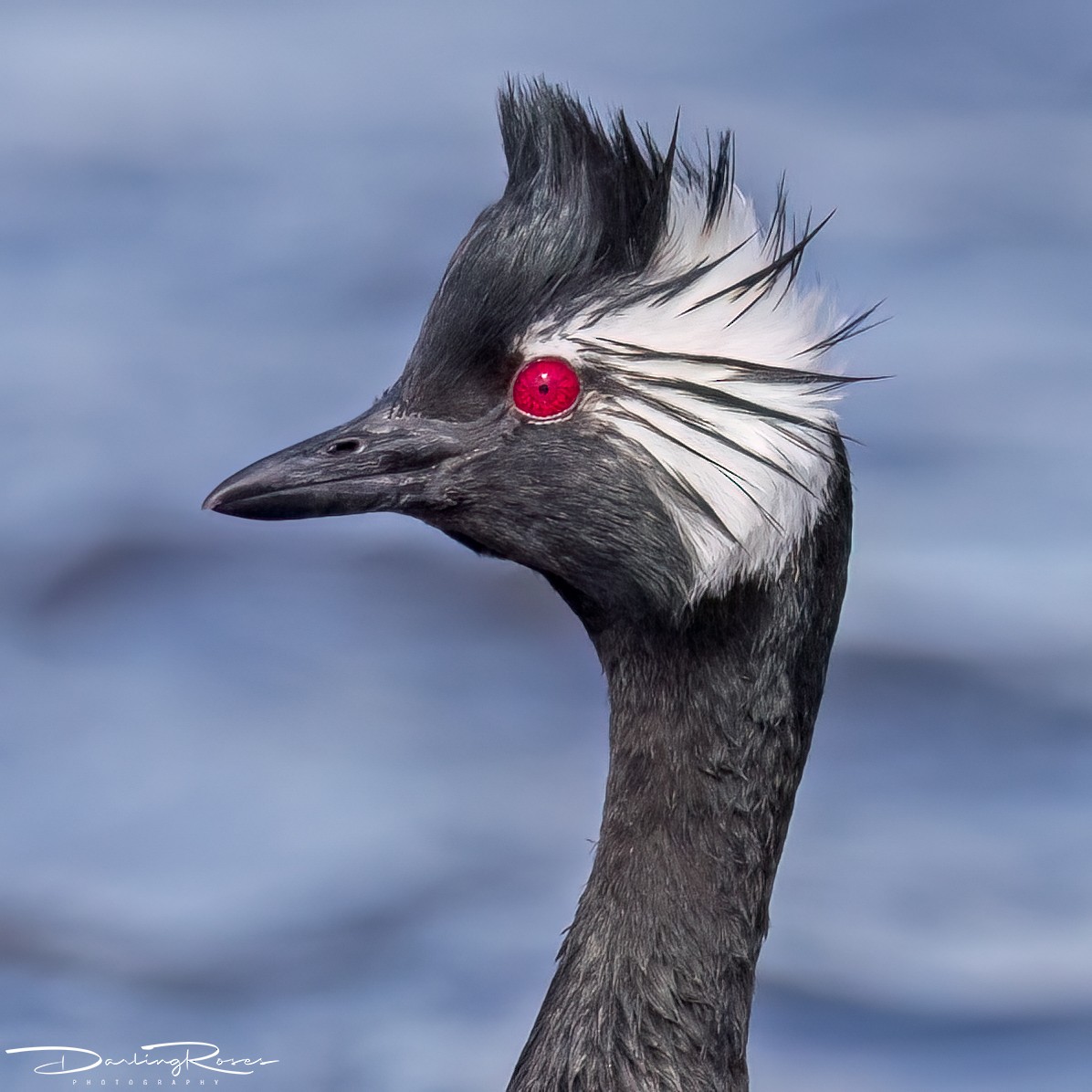 White-tufted Grebe - ML629757779