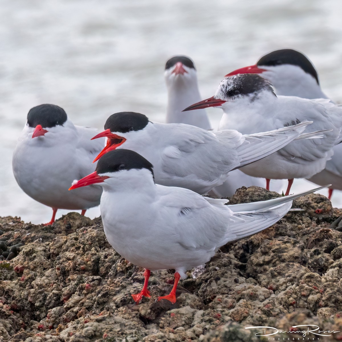 South American Tern - ML629757886