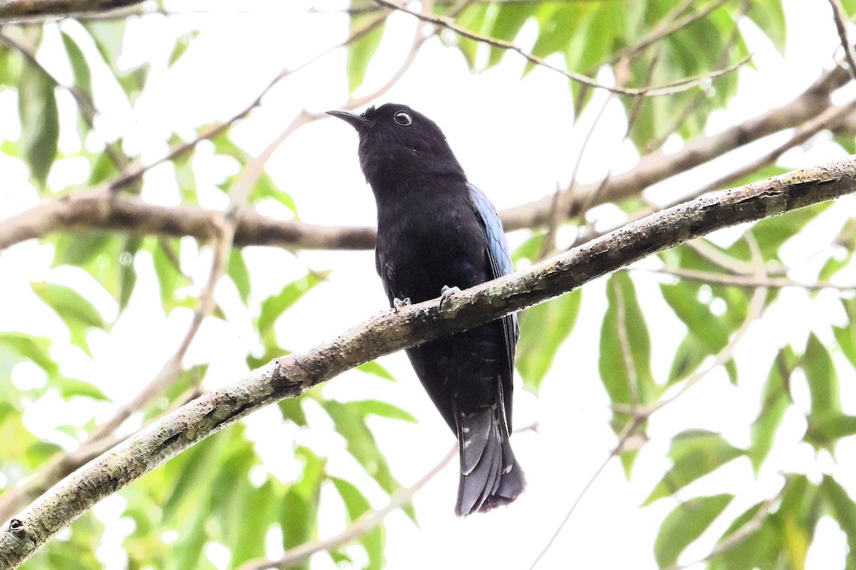 Short-tailed Drongo - ML629757911