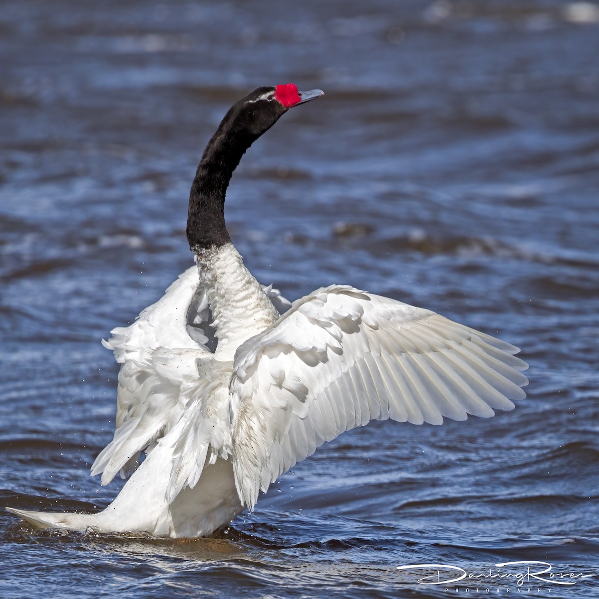 Black-necked Swan - ML629757935