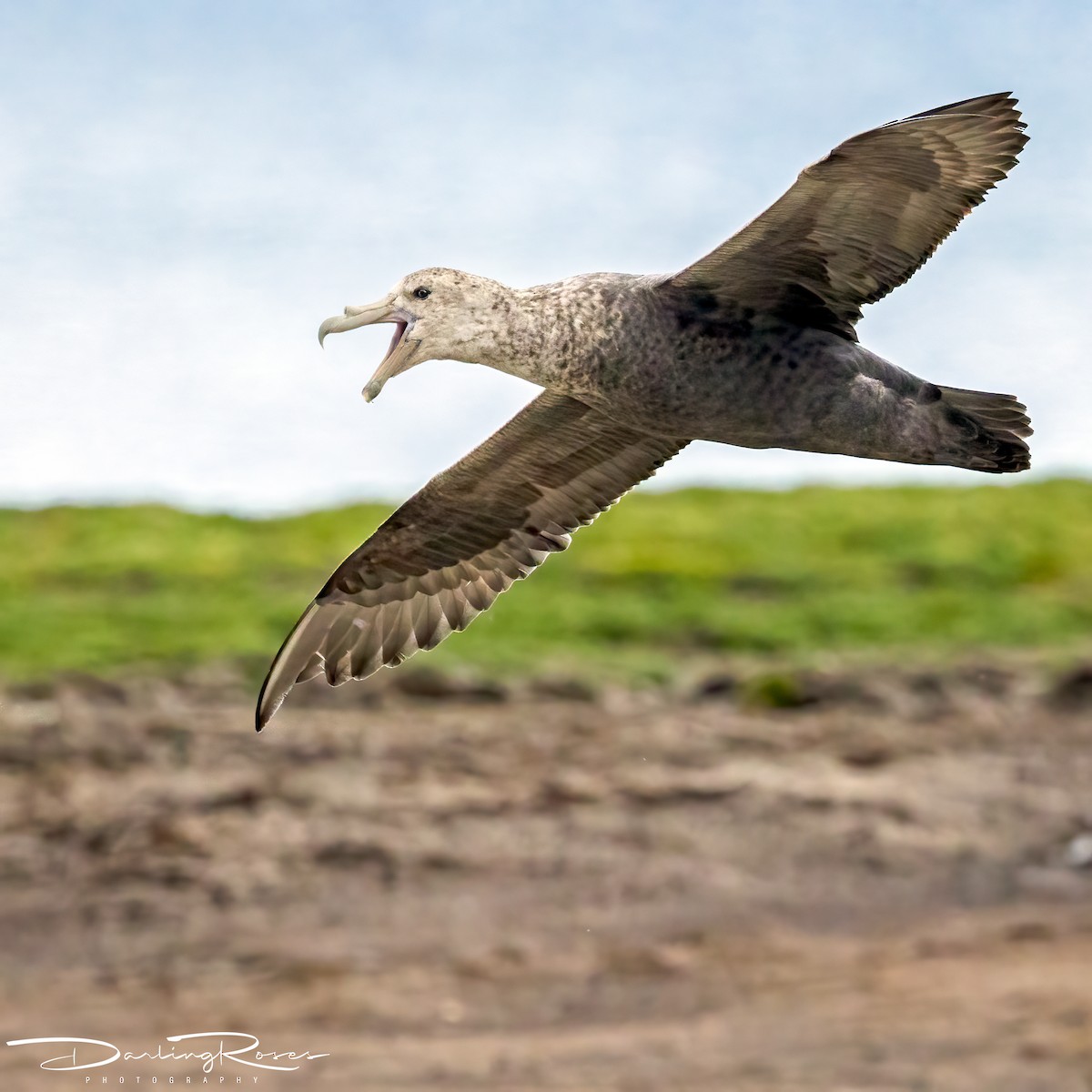 Southern Giant-Petrel - ML629757996