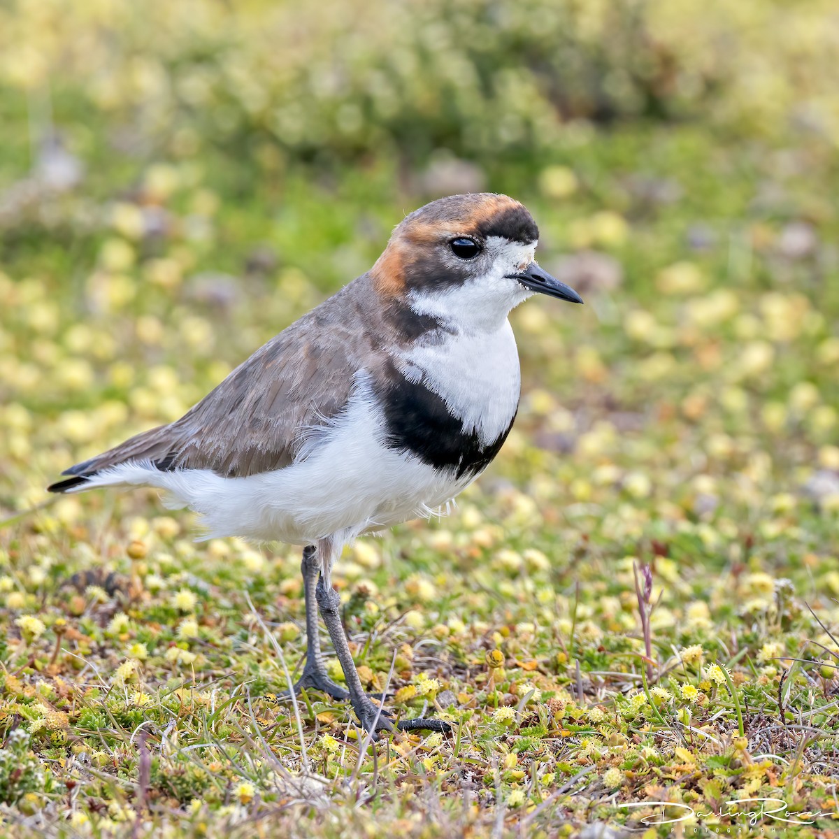 Two-banded Plover - ML629758022