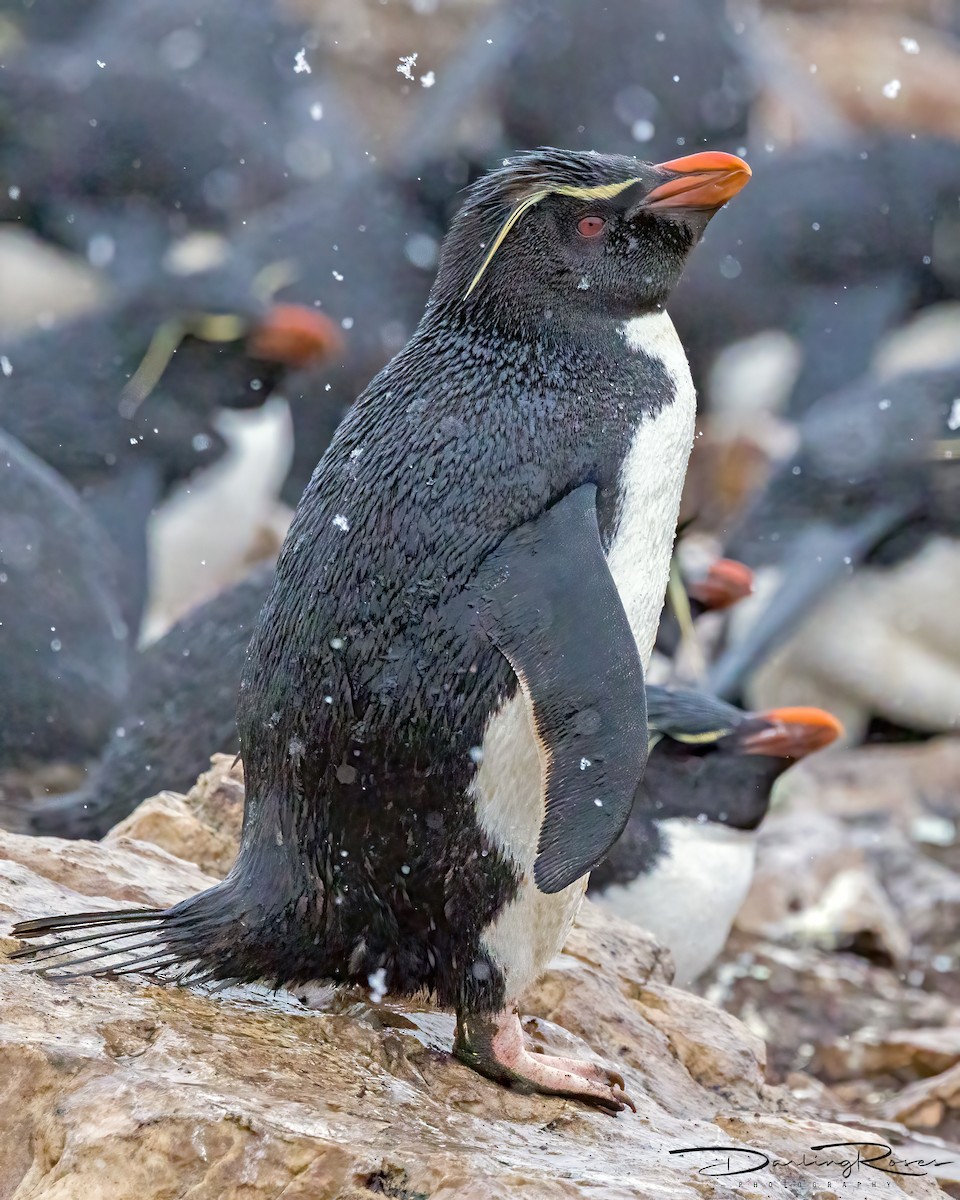 Western Rockhopper Penguin - ML629758063