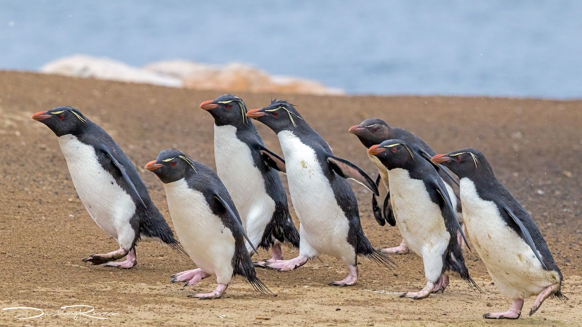 Western Rockhopper Penguin - ML629758065