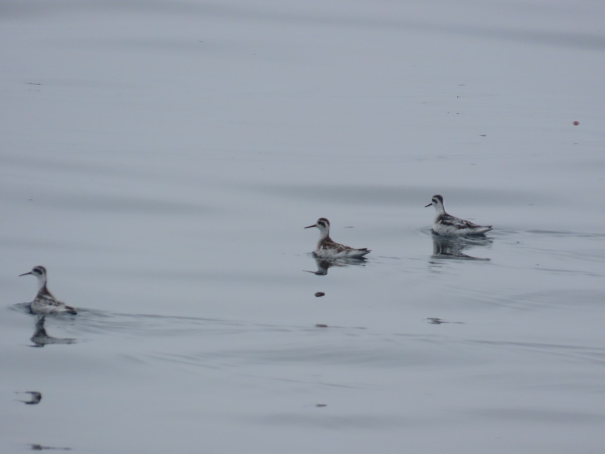Red-necked Phalarope - ML629758071