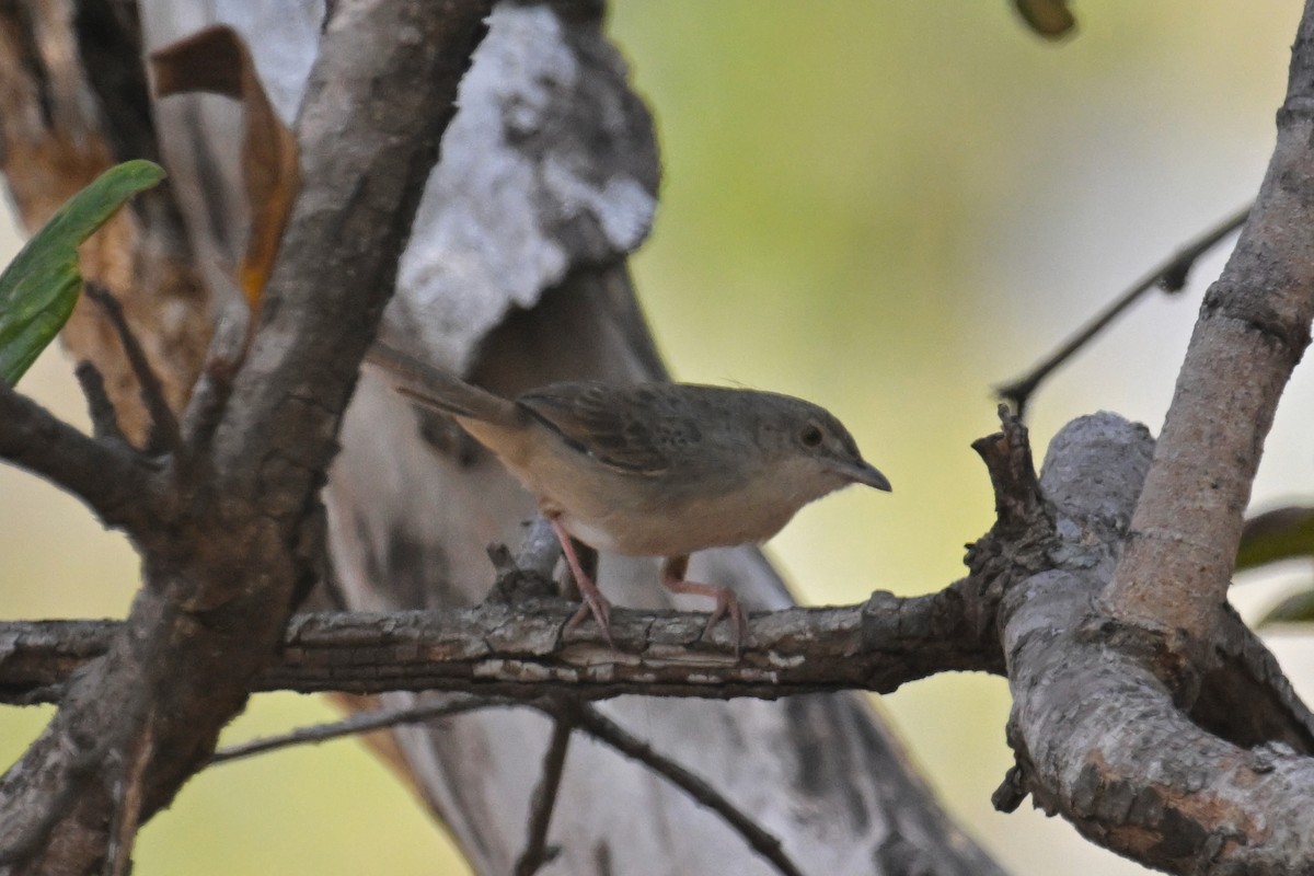 Prinia des montagnes - ML629758073