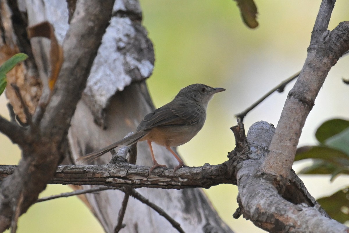 Prinia des montagnes - ML629758074