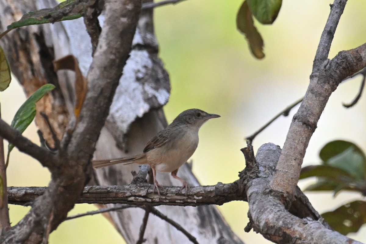 Prinia des montagnes - ML629758075