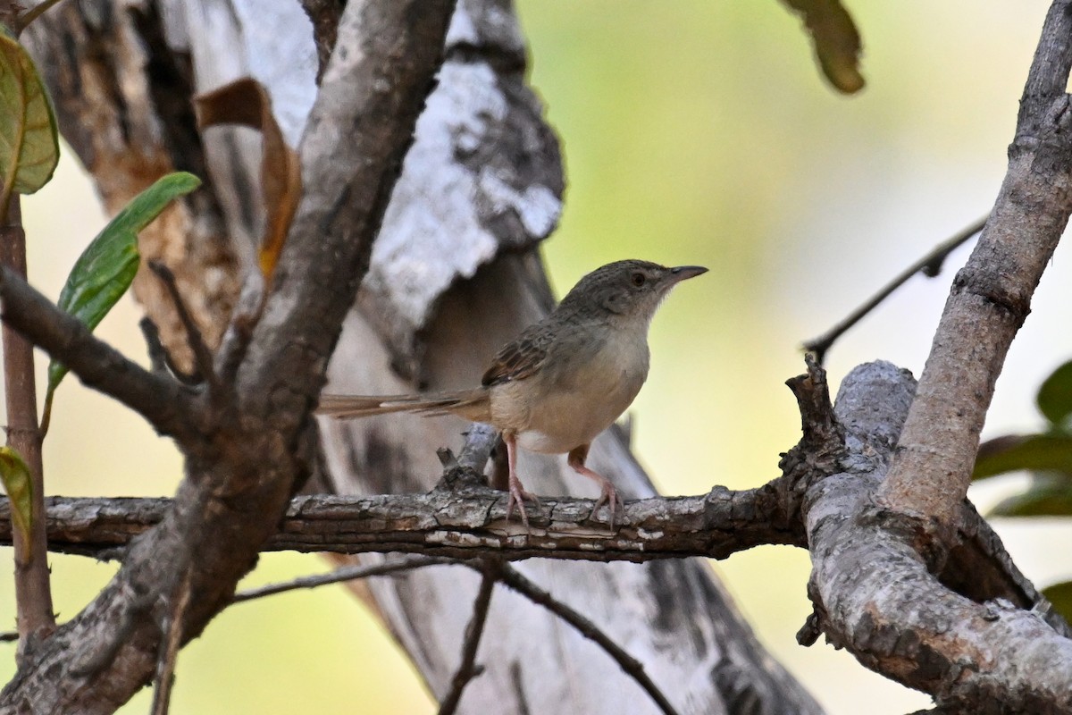 Prinia des montagnes - ML629758076