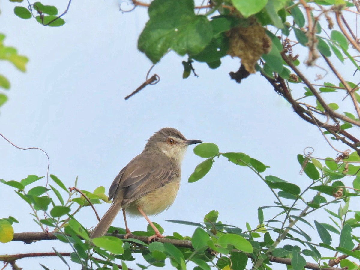Prinia Sencilla - ML629758139