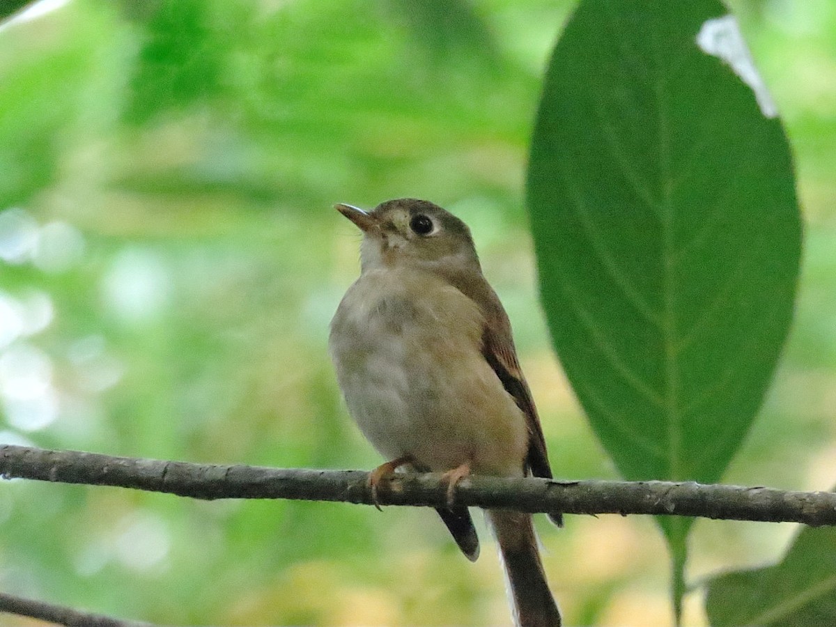 Papamoscas Muttui - ML629758156