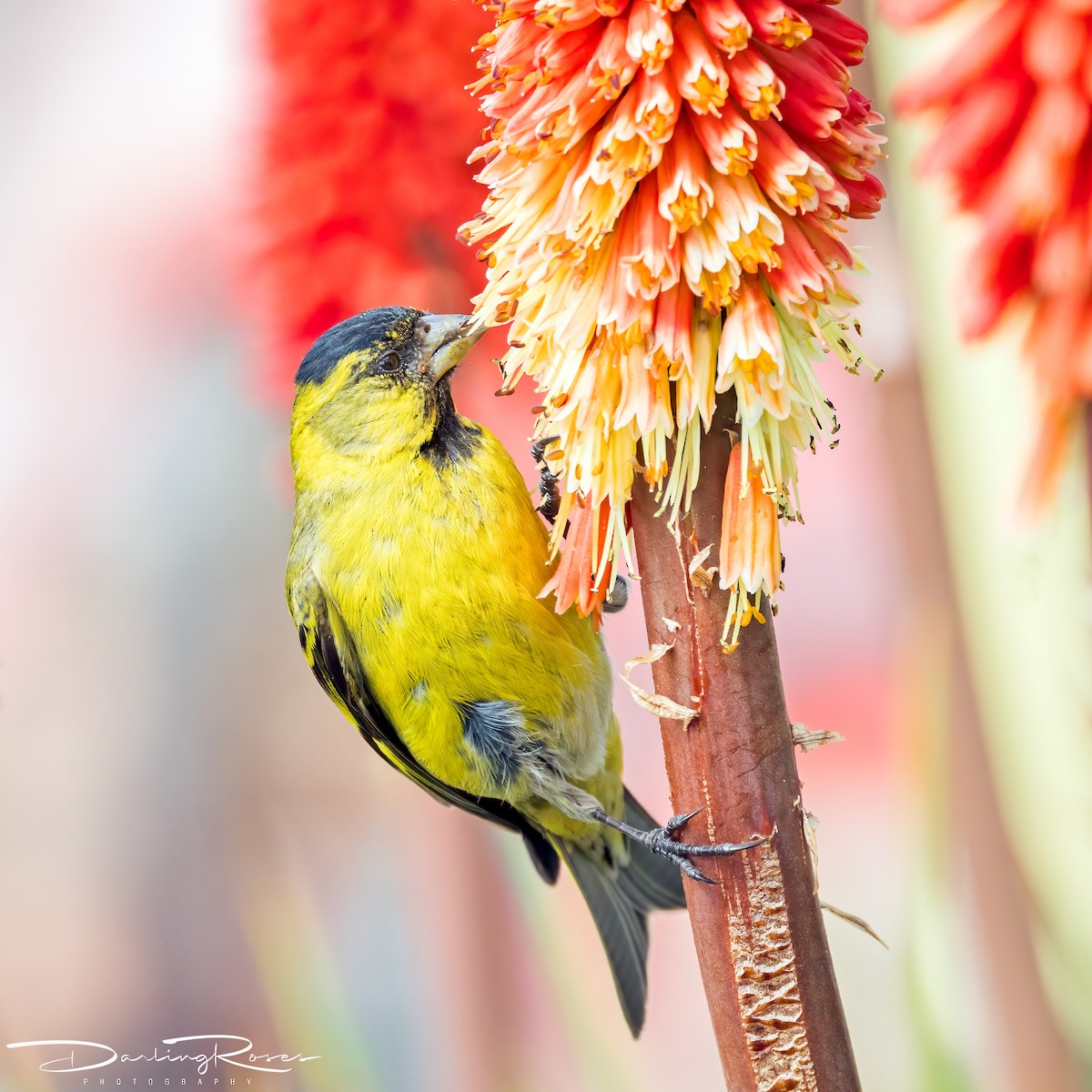 Black-chinned Siskin - ML629758174