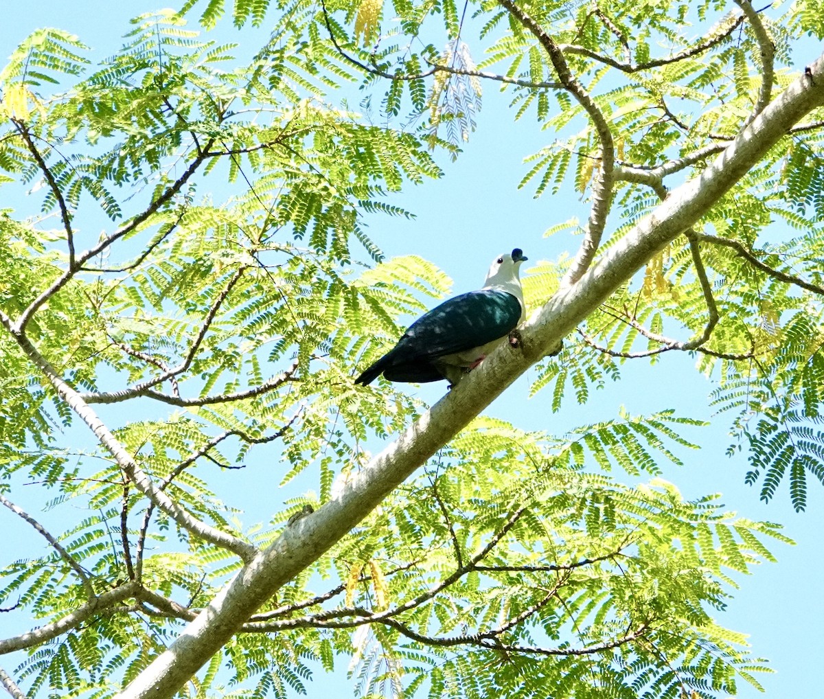 Spice Imperial-Pigeon - ML629758182