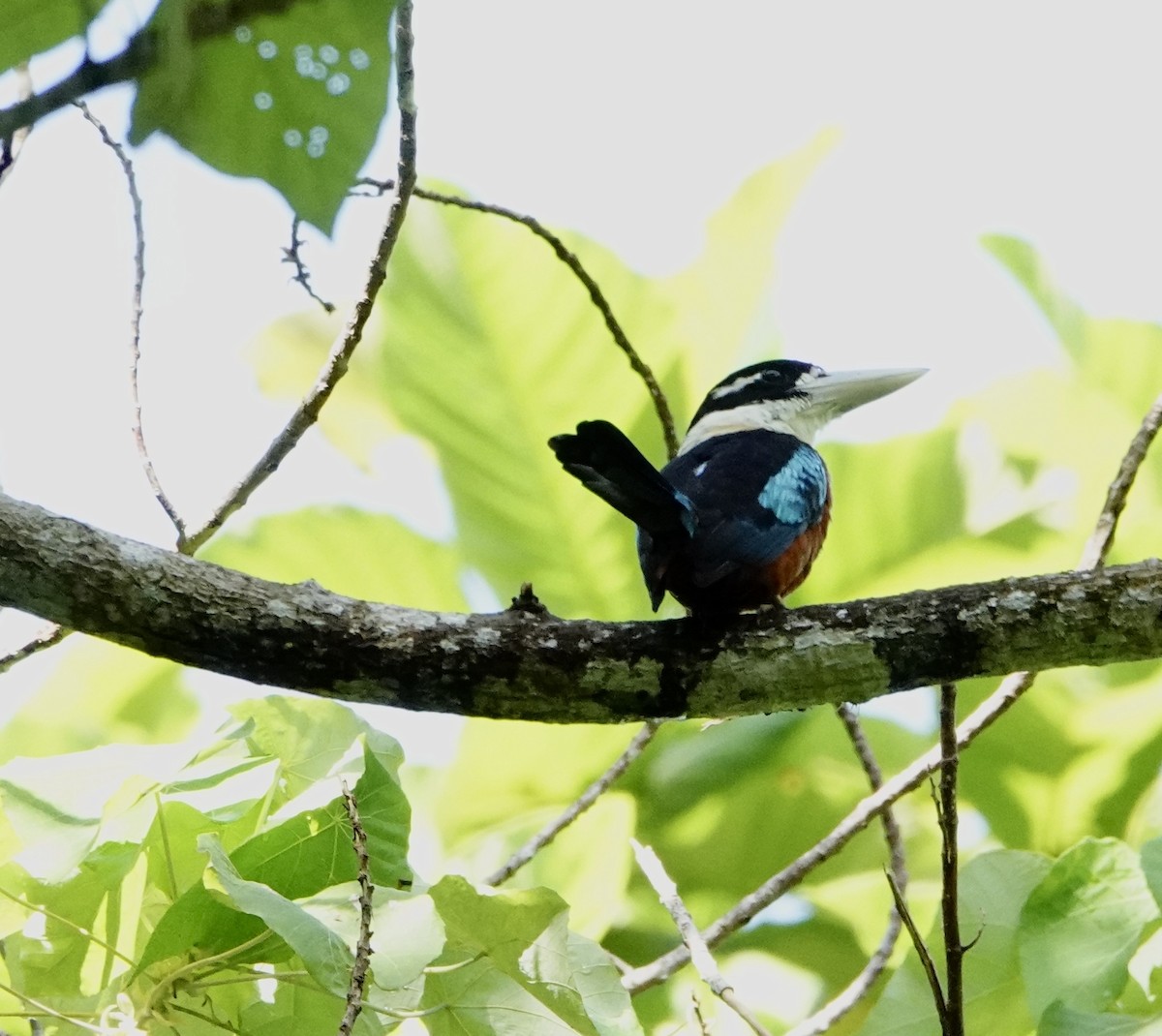 Rufous-bellied Kookaburra - ML629758223