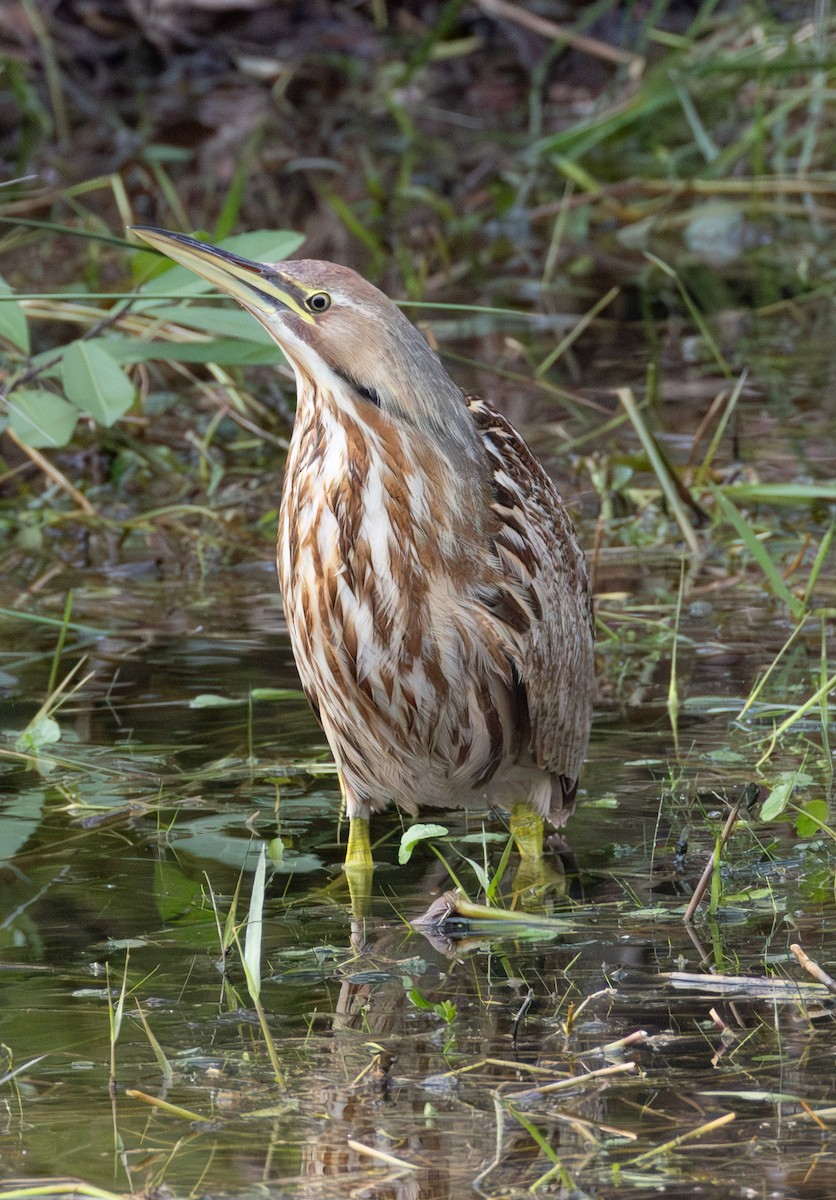 American Bittern - ML629758227