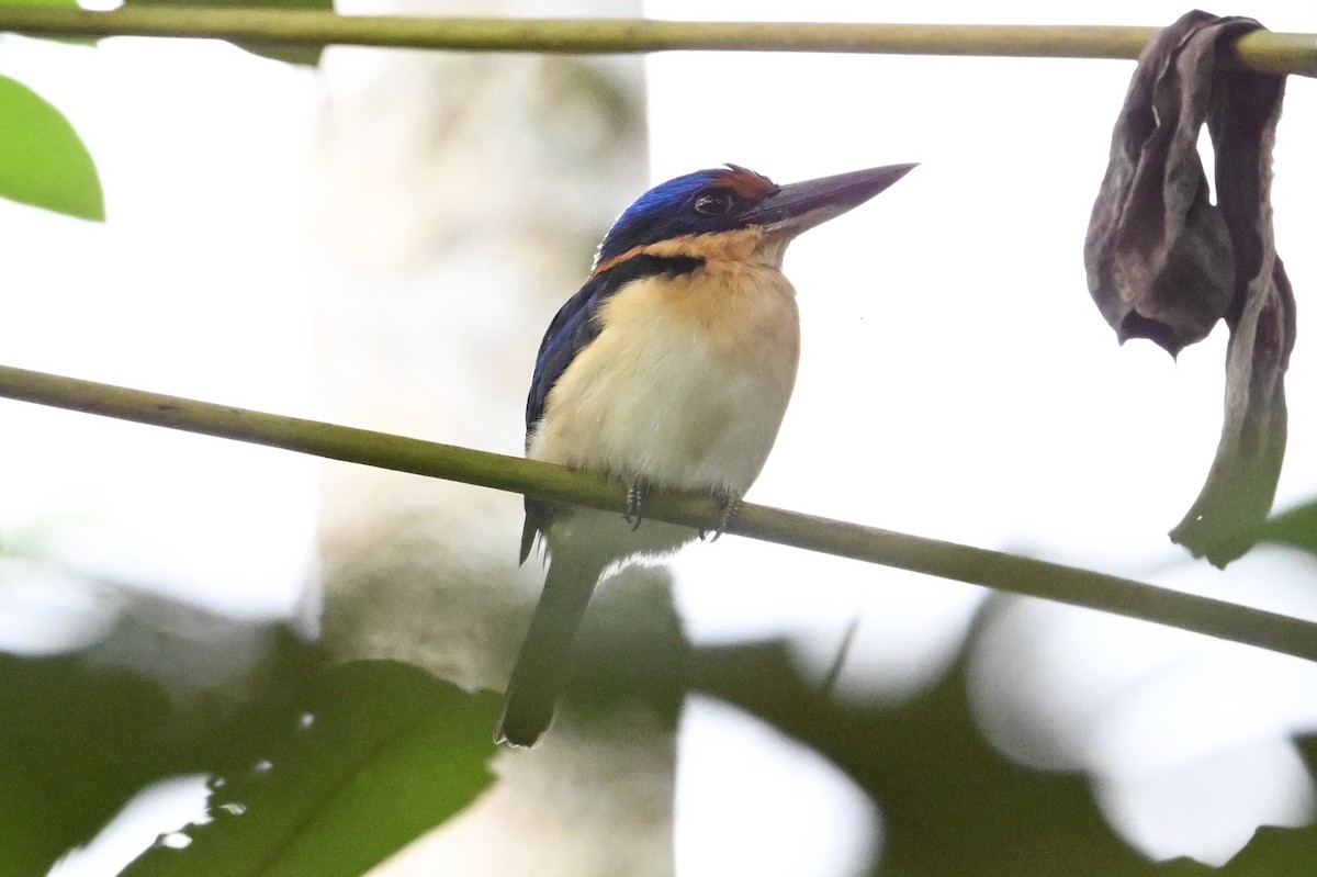 Rufous-lored Kingfisher - ML629758262