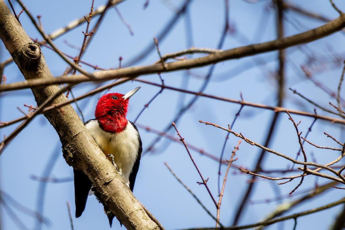 Red-headed Woodpecker - ML629758284