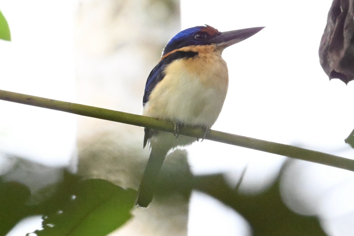 Rufous-lored Kingfisher - ML629758298