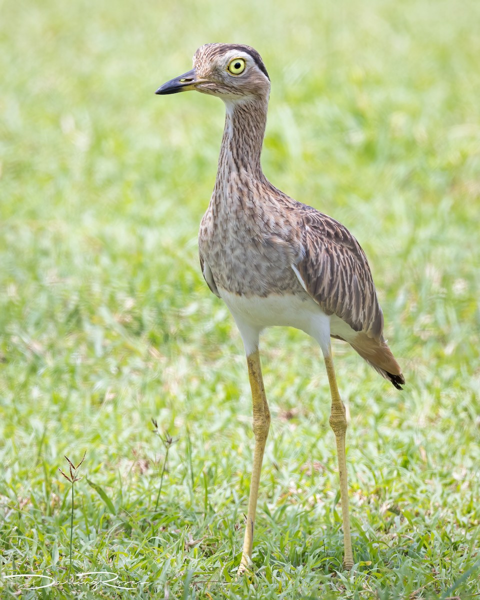 Double-striped Thick-knee - ML629758307