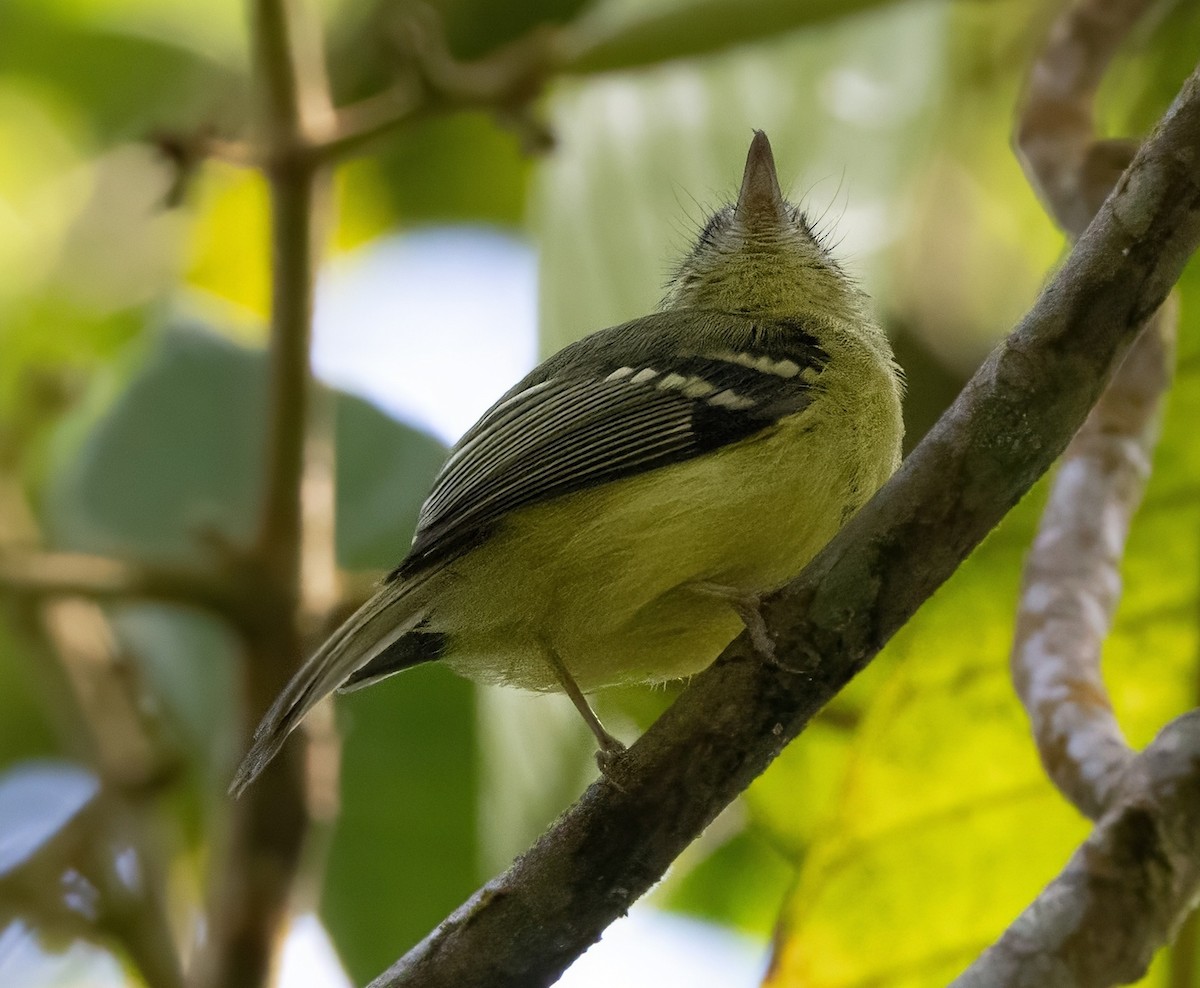 Venezuelan Bristle-Tyrant - ML629758343