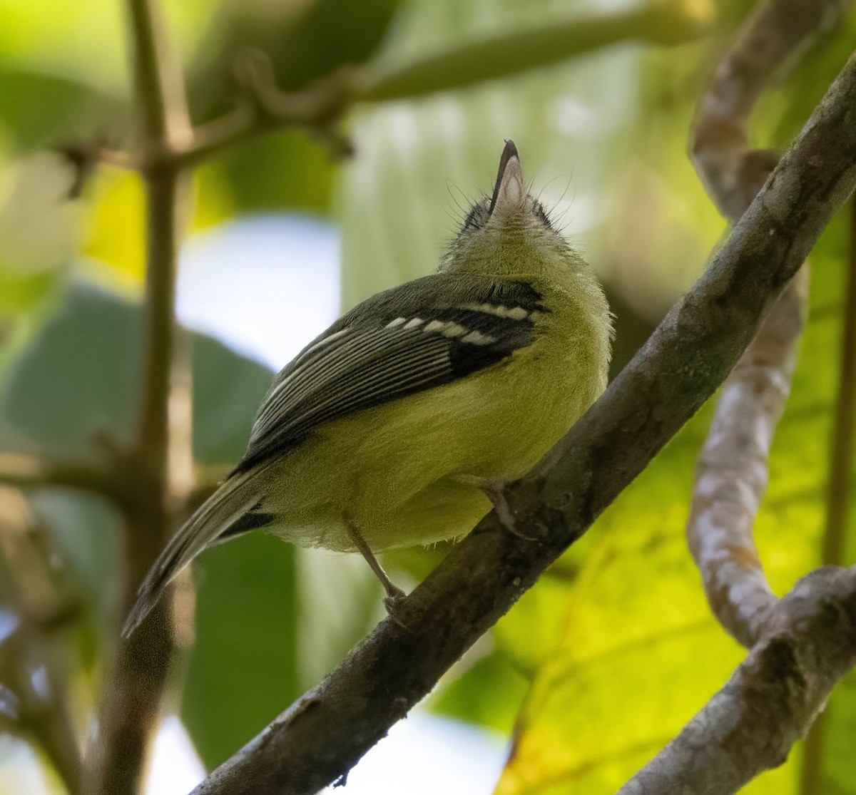 Venezuelan Bristle-Tyrant - ML629758344