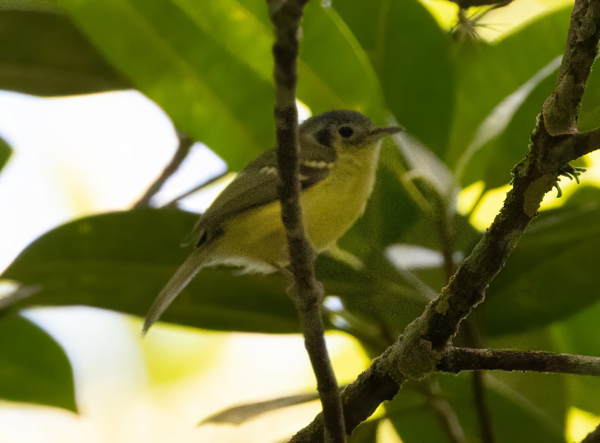 Venezuelan Bristle-Tyrant - ML629758345