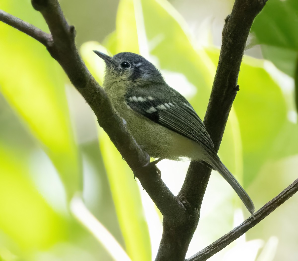 Venezuelan Bristle-Tyrant - ML629758346