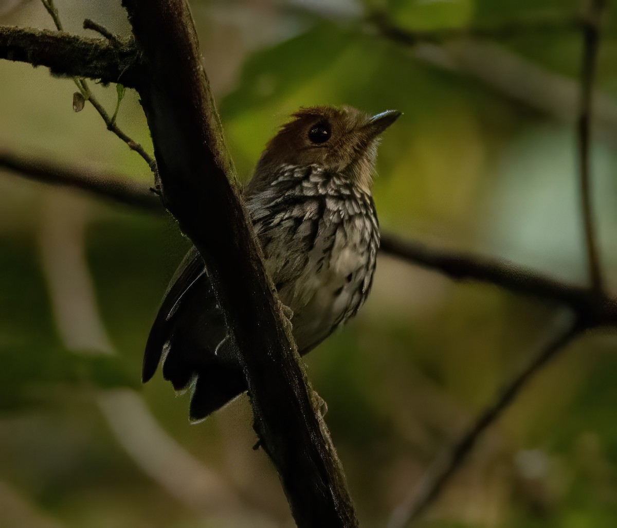 Scallop-breasted Antpitta - ML629758358